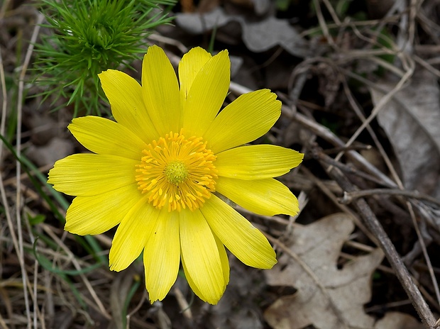 hlaváčik jarný Adonis vernalis L.