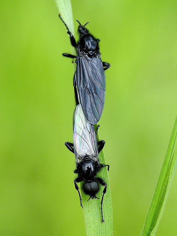 mušica obyčajná Dilophus febrilis