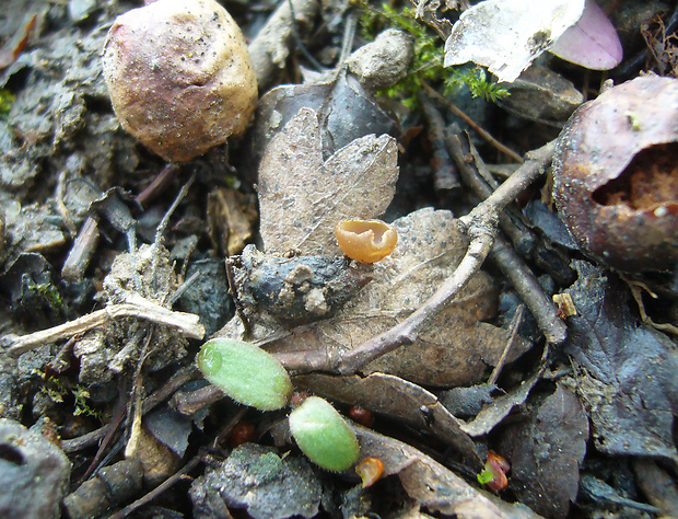 monilínia Monilinia johnsonii (Ellis & Everh.) Honey
