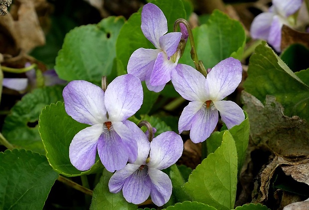 fialka Viola pluricaulis