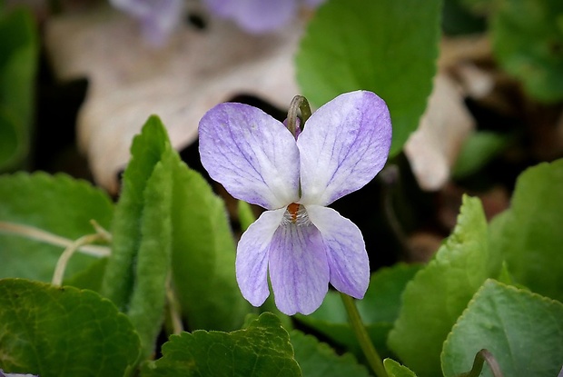 fialka Viola pluricaulis