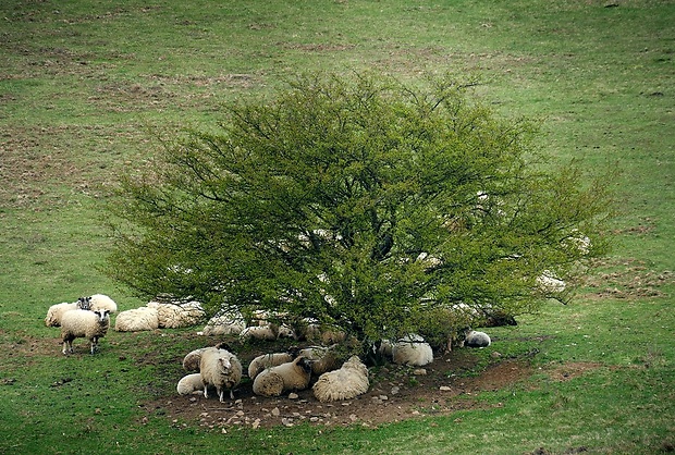 ovca domáca Ovis aries