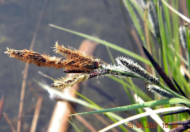 ostrica ostrá Carex acutiformis Ehrh.