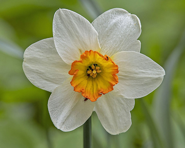 narcis biely Narcissus poëticus L.