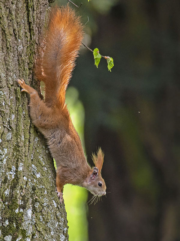 veverička stromová Sciurus vulgaris