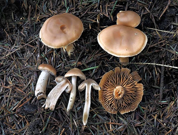 pavučinovec tvrdkastý Cortinarius duracinus Fr.