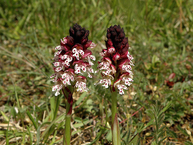 neotinea počerná pravá Neotinea ustulata subsp. ustulata (L.) R. M. Bateman, A. M. Pridgeon et M. W. Chase