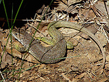 jašterica zelená - samička