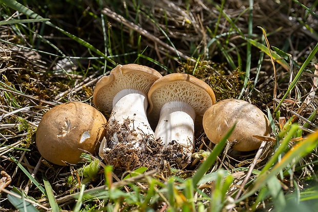 čírovnica májová Calocybe gambosa (Fr.) Donk