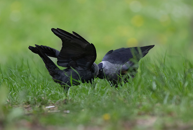 kavka obyčajná Corvus monedula