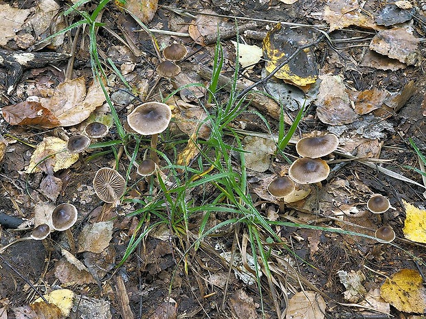 pavučinovec fialkovonný Cortinarius violaeolens Carteret & Reumaux