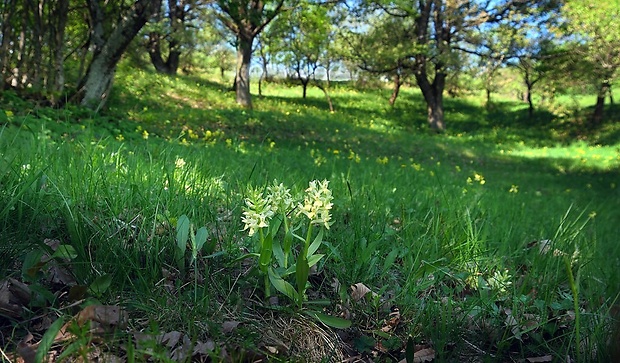 vstavačovec bazový - biotop Dactylorhiza sambucina (L.) Soó