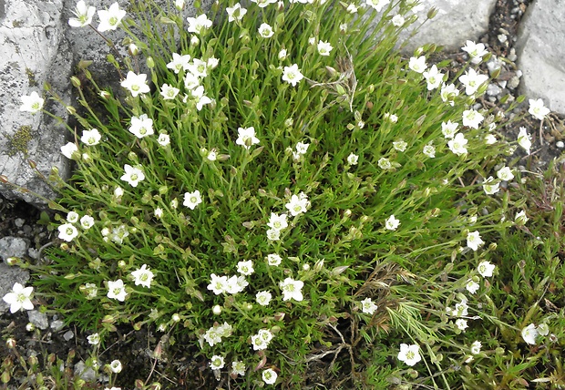 kurička gerardova Minuartia gerardii (Willd.) Hayek