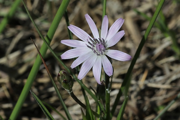 hadomor purpurový Scorzonera purpurea L.