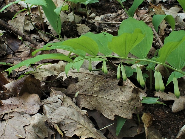 kokorík širokolistý Polygonatum latifolium Desf.