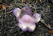 tulipánovka fialová