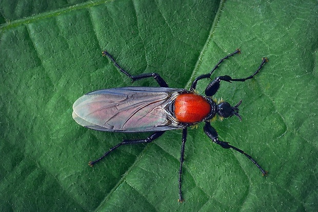 mušica záhradná (sk) / muchnice zahradní (cz) Bibio hortulanus (Linnaeus, 1758)