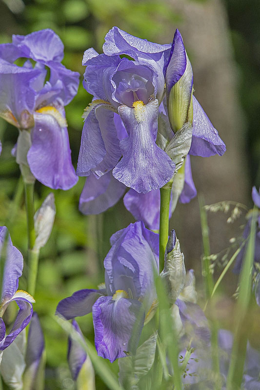 kosatec nemecký  Iris cf. germanica