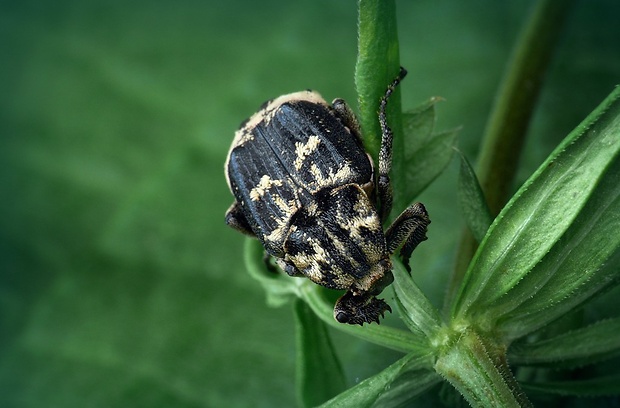 zlatoň (sk) / křivonožec polokřídlý (cz) Valgus hemipterus (Linnaeus, 1758)