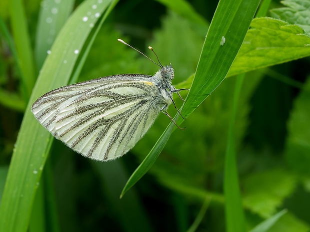 mlynárik repkový Pieris napi
