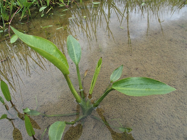 žabník skorocelový Alisma plantago-aquatica L.