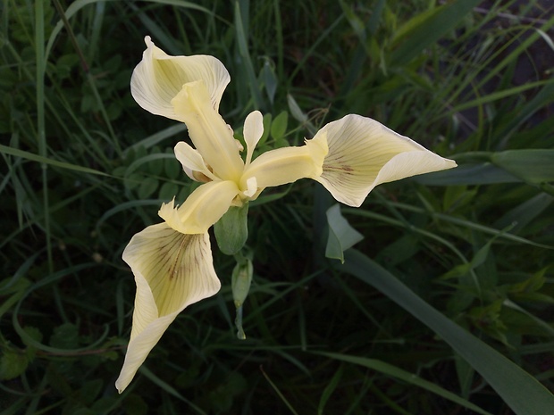 kosatec žltý - citrónovožltá varieta Iris pseudacorus L.