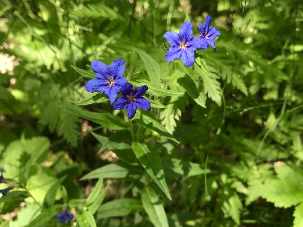 kamienka modropurpurová Lithospermum purpurocaeruleum L.