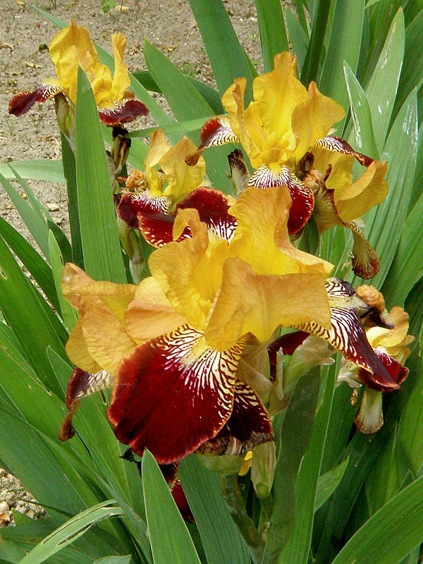 kosatec špinavý Iris x squalens (hybrid)
