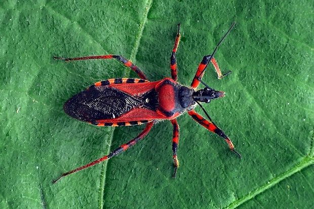 zákernica červená (sk) / zákeřnice červená (cz) Rhynocoris iracundus (Poda, 1761)