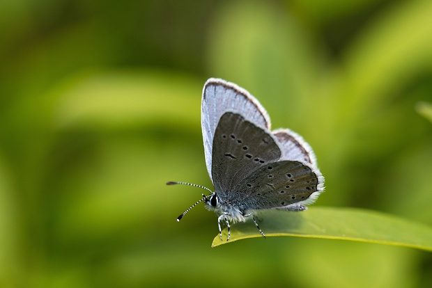 modráčik lucernový Cupido decoloratus Staudinger