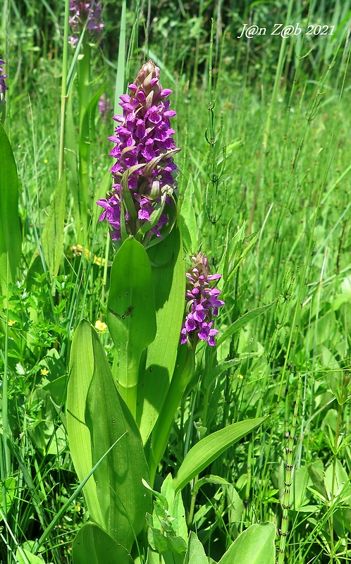 vstavačovec strmolistý pravý Dactylorhiza incarnata subsp. incarnata (L.) Soó