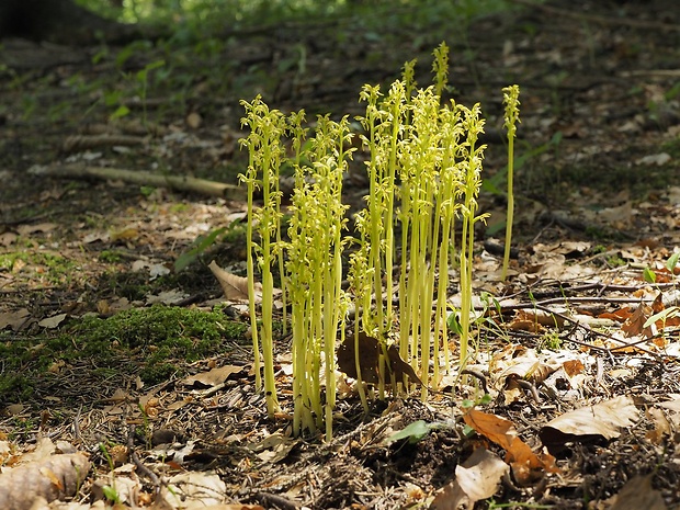 koralica lesná Corallorhiza trifida Châtel.