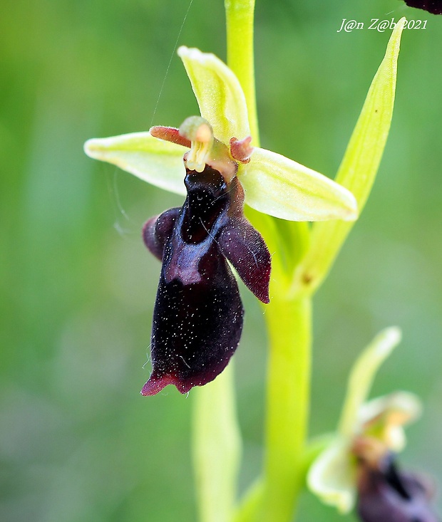 hmyzovník Ophrys holubyana x Ophrys insectifera