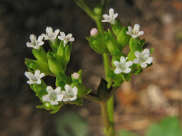 valeriánka zúbkatá pravá Valerianella dentata subsp. dentata