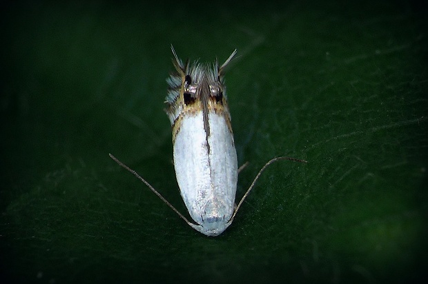podkopáčik prútnatcový (sk) / podkopníček (cz) Leucoptera spartifoliella (Hübner, 1813)