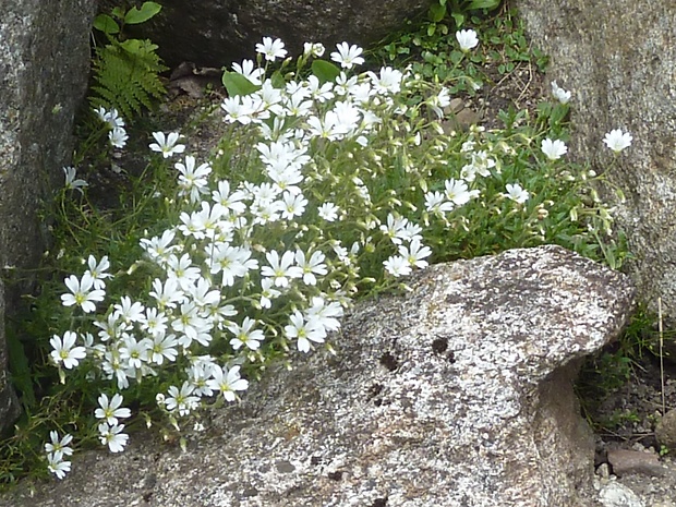 rožec vlnatý Cerastium eriophorum Kit.