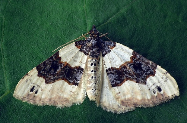 piadivka očkatá (sk) / píďalka očkovaná (cz) Cosmorhoe ocellata (Linnaeus, 1758)