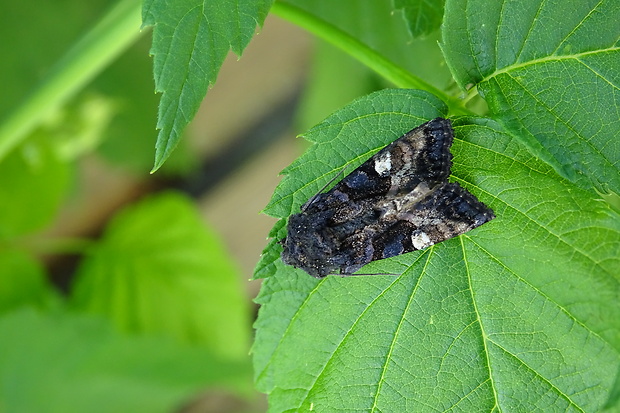 sivkavec černicový Euplexia lucipara