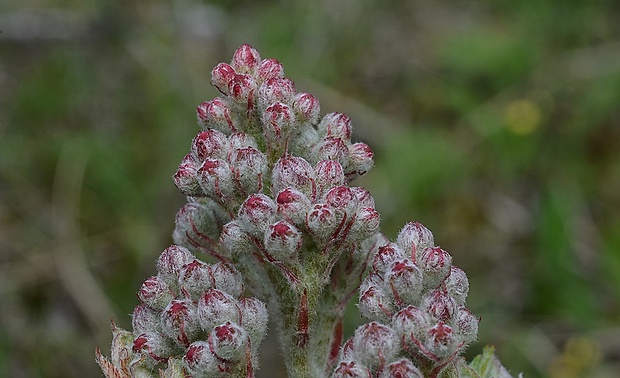 jarabina oskorušová Sorbus domestica L.
