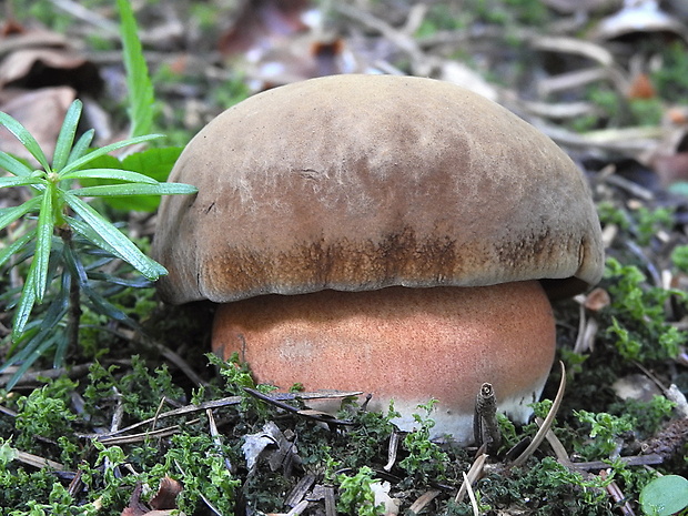 hríb zrnitohlúbikový Sutorius luridiformis (Rostk.) G. Wu & Zhu L. Yang