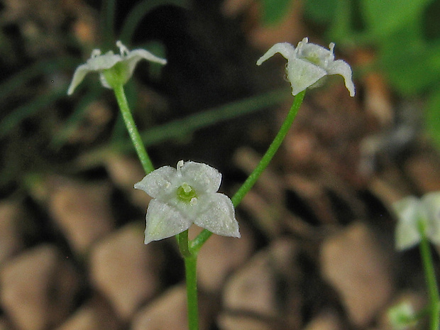 lipkavec okrúhlolistý Galium rotundifolium L.