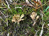 tremellodendropsis sp.