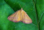 piadivka purpurová