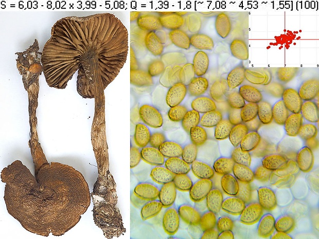 pavučinovec hrdzavohnedý Cortinarius carbonipes Bidaud, Carteret & Reumaux