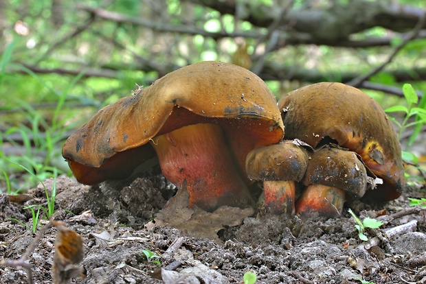 hríb zrnitohlúbikový Sutorius luridiformis (Rostk.) G. Wu & Zhu L. Yang