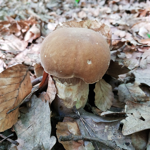hríb Boletus sp.