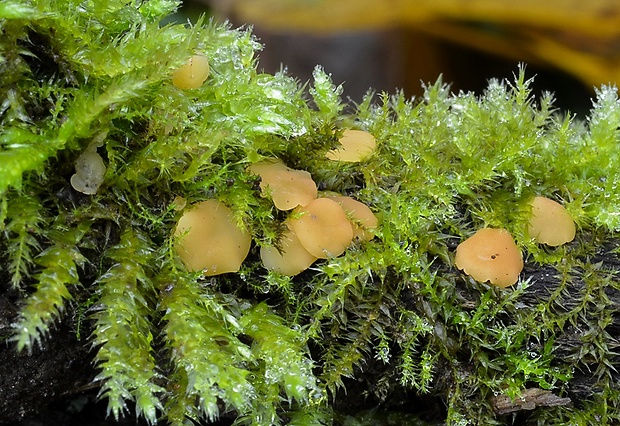 čiašočka listová Phaeohelotium epiphyllum (Pers.) Hengstm.