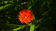 chlpánik oranžový karpatský