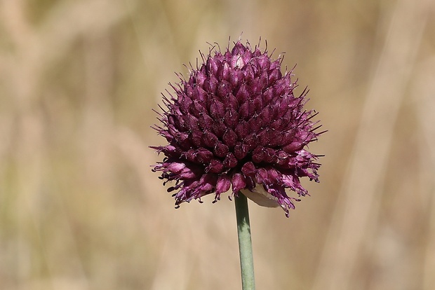 cesnak guľatohlavý Allium sphaerocephalon L.