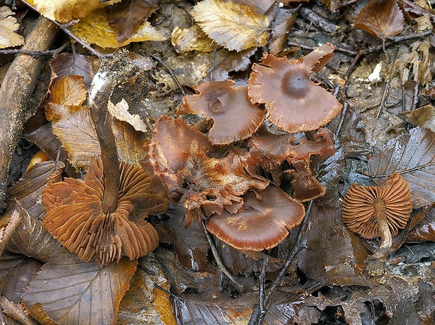 pavučinovec vŕbový Cortinarius salicticola Volders & Gelderblom